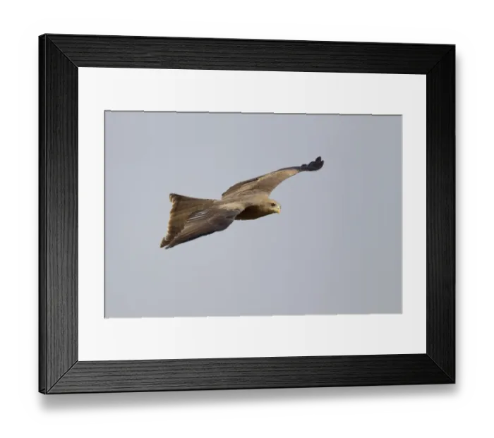 Framed Print : Yellow-billed Kite (Milvus aegyptius parasitus) adult, in flight, Gambia, February Framed Print : Yellow-billed Kite (Milvus aegyptius parasitus) adult, in flight, Gambia, February