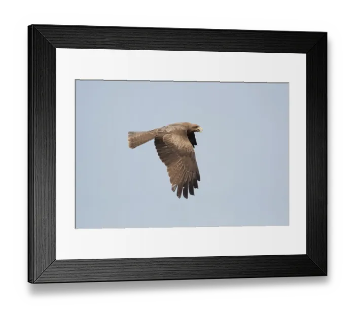 Framed Print : Yellow-billed Kite (Milvus aegyptius parasitus) adult, in flight, Gambia, February Framed Print : Yellow-billed Kite (Milvus aegyptius parasitus) adult, in flight, Gambia, February