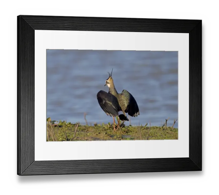 Framed Print : Northern Lapwing (Vanellus vanellus) adult, non-breeding plumage, in aggressive posture, Norfolk, England, January Framed Print : Northern Lapwing (Vanellus vanellus) adult, non-breeding plumage, in aggressive posture, Norfolk, England, January