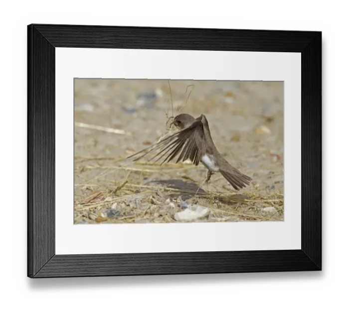 Framed Print : Sand Martin (Riparia riparia) adult, in flight, collecting nest material, Norfolk, England, April
