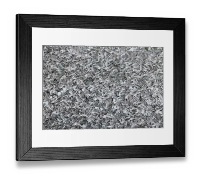 Framed Print : Knot (Calidris canutus) flock, non-breeding plumage, in flight, at high tide roost, Snettisham, Norfolk, England