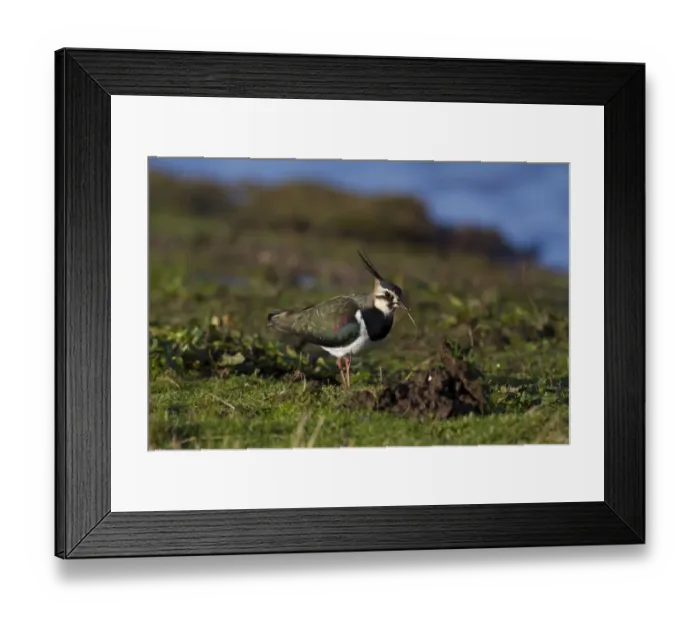 Framed Print : Northern Lapwing (Vanellus vanellus) adult, non-breeding plumage, feeding on earthworm, Norfolk, England, January Framed Print : Northern Lapwing (Vanellus vanellus) adult, non-breeding plumage, feeding on earthworm, Norfolk, England, January