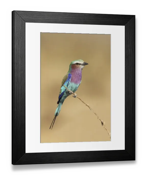 Framed Print : Lilac-breasted Roller (Coracias caudatus) adult, perched on twig, South Luangwa N. P. Zambia, June Framed Print : Lilac-breasted Roller (Coracias caudatus) adult, perched on twig, South Luangwa N. P. Zambia, June