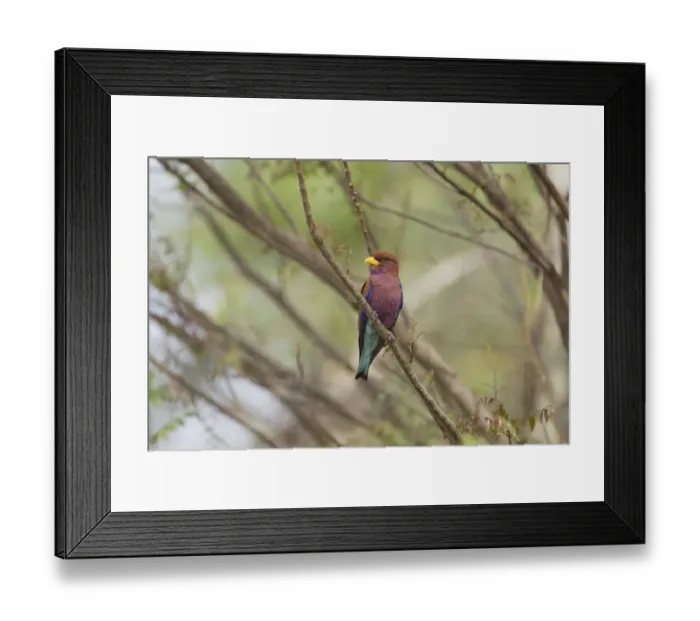 Framed Print : Broad-billed Roller (Eurystomus glaucurus) adult, perched on branch, Gambia, February Framed Print : Broad-billed Roller (Eurystomus glaucurus) adult, perched on branch, Gambia, February