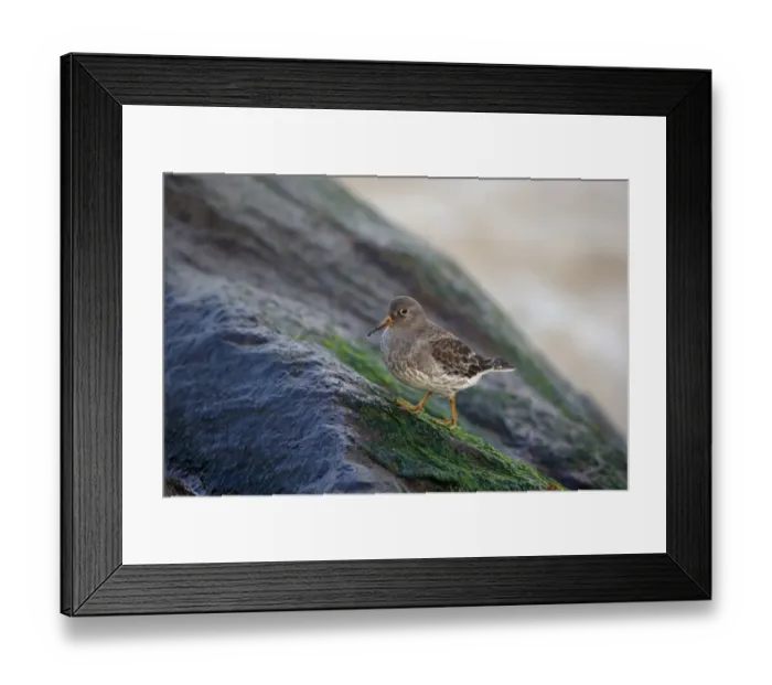 Framed Print : Purple Sandpiper (Calidris maritima) adult, non-breeding plumage, standing on coastal rock, Norfolk, England, December