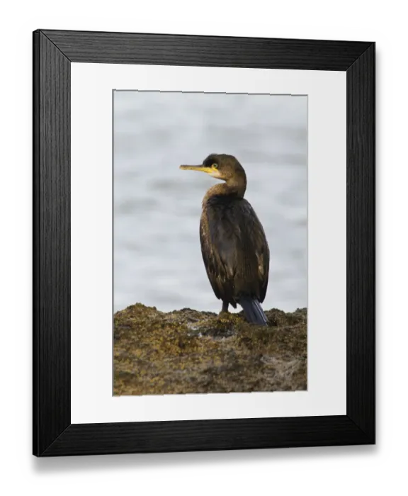 Framed Print : European Shag (Phalacrocorax aristotelis) juvenile, standing on coastal rock, Filey Brigg, North Yorkshire, England Framed Print : European Shag (Phalacrocorax aristotelis) juvenile, standing on coastal rock, Filey Brigg, North Yorkshire, England