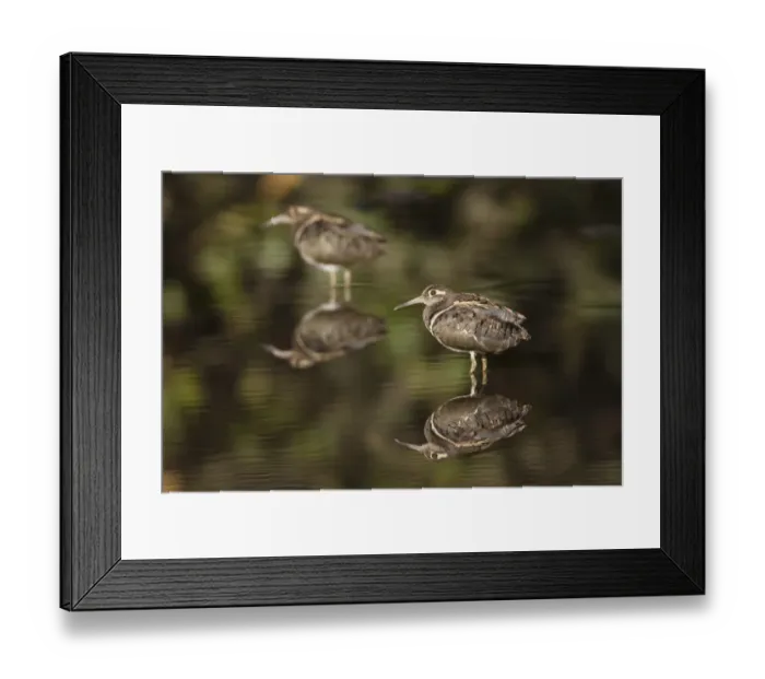 Framed Print : Greater Painted-snipe (Rostratula benghalensis) two adult males, standing in shallow water with reflections Framed Print : Greater Painted-snipe (Rostratula benghalensis) two adult males, standing in shallow water with reflections