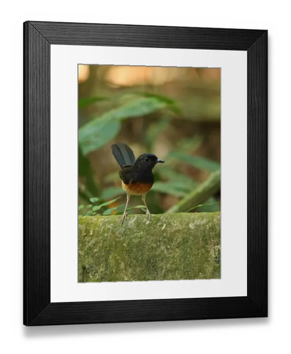Framed Print : White-rumped Shama (Copsychus malabaricus tricolor) adult female, perched on tree buttress, Taman Negara N. P
