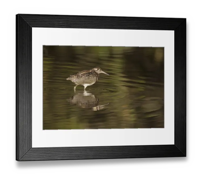 Framed Print : Greater Painted-snipe (Rostratula benghalensis) adult male, walking in shallow water with reflection Framed Print : Greater Painted-snipe (Rostratula benghalensis) adult male, walking in shallow water with reflection