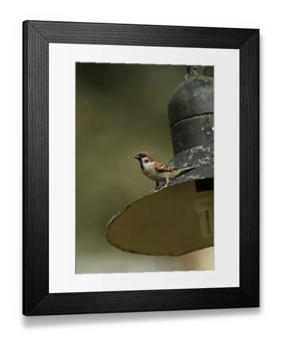Framed Print : Eurasian Tree Sparrow (Passer montanus malaccensis) adult, calling, perched on outside light fitting, Taman Negara N. P Framed Print : Eurasian Tree Sparrow (Passer montanus malaccensis) adult, calling, perched on outside light fitting, Taman Negara N. P