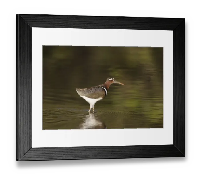 Framed Print : Greater Painted-snipe (Rostratula benghalensis) adult female, walking in shallow water, in mangrove swamp, Gambia