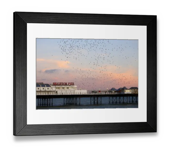 Framed Print : Common Starling (Sturnus vulgaris) flock, in flight over sea, gathering over roost site at sunset, Brighton Pier Framed Print : Common Starling (Sturnus vulgaris) flock, in flight over sea, gathering over roost site at sunset, Brighton Pier