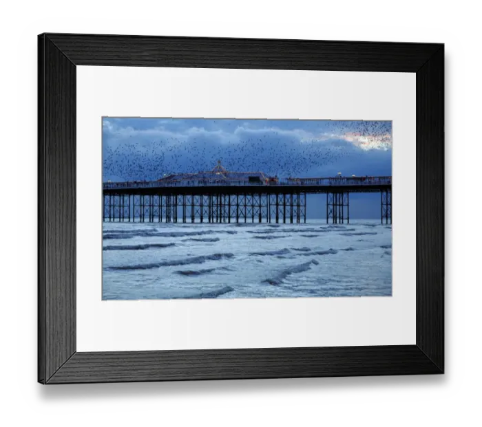 Framed Print : Common Starling (Sturnus vulgaris) flock, in flight over sea, gathering over roost site at dusk, Brighton Pier Framed Print : Common Starling (Sturnus vulgaris) flock, in flight over sea, gathering over roost site at dusk, Brighton Pier