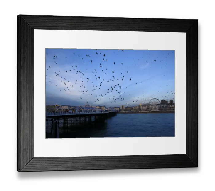 Framed Print : Common Starling (Sturnus vulgaris) flock, in flight over sea, gathering over roost site at sunset, Brighton Pier Framed Print : Common Starling (Sturnus vulgaris) flock, in flight over sea, gathering over roost site at sunset, Brighton Pier