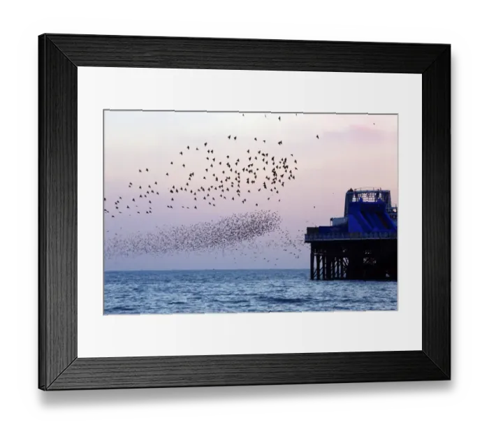 Framed Print : Common Starling (Sturnus vulgaris) flock, in flight over sea, gathering over roost site at sunset, Brighton Pier Framed Print : Common Starling (Sturnus vulgaris) flock, in flight over sea, gathering over roost site at sunset, Brighton Pier