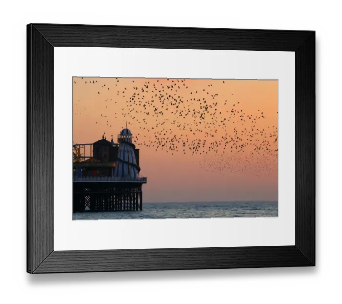 Framed Print : Common Starling (Sturnus vulgaris) flock, in flight over sea, gathering over roost site at sunset, Brighton Pier Framed Print : Common Starling (Sturnus vulgaris) flock, in flight over sea, gathering over roost site at sunset, Brighton Pier