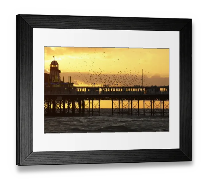Framed Print : Common Starling (Sturnus vulgaris) flock, in flight, gathering over roost site at sunset, Brighton Pier, Brighton
