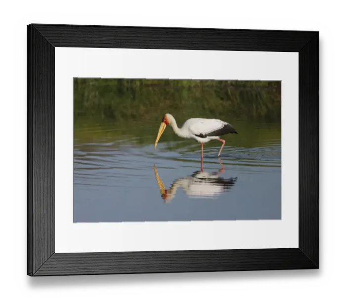 Framed Print : Yellow-billed Stork (Mycteria ibis) adult, wading in river, River Luangwa, South Lungwa N. P. Zambia, June Framed Print : Yellow-billed Stork (Mycteria ibis) adult, wading in river, River Luangwa, South Lungwa N. P. Zambia, June