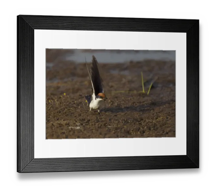 Framed Print : Wire-tailed Swallow (Hirundo smithii smithii) adult, collecting mud in beak for nesting material, Gambia, February Framed Print : Wire-tailed Swallow (Hirundo smithii smithii) adult, collecting mud in beak for nesting material, Gambia, February