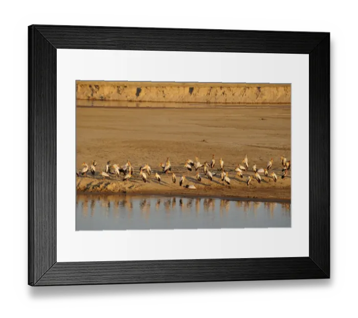 Framed Print : Yellow-billed Stork (Mycteria ibis) flock, standing on riverbank, River Luangwa, South Lungwa N. P. Zambia, June Framed Print : Yellow-billed Stork (Mycteria ibis) flock, standing on riverbank, River Luangwa, South Lungwa N. P. Zambia, June
