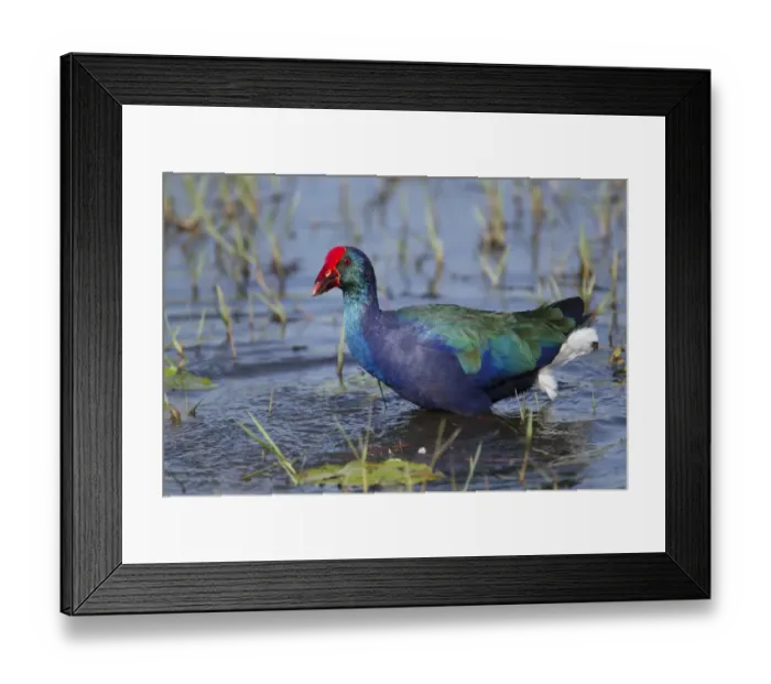 Framed Print : Purple Swamphen (Porhyrio porphyrio madagascariensis) adult, walking in shallow water, Gambia, February Framed Print : Purple Swamphen (Porhyrio porphyrio madagascariensis) adult, walking in shallow water, Gambia, February