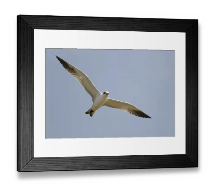 Framed Print : Caspian Tern (Hydroprogne caspia) adult, non-breeding plumage, in flight, Gambia, February Framed Print : Caspian Tern (Hydroprogne caspia) adult, non-breeding plumage, in flight, Gambia, February