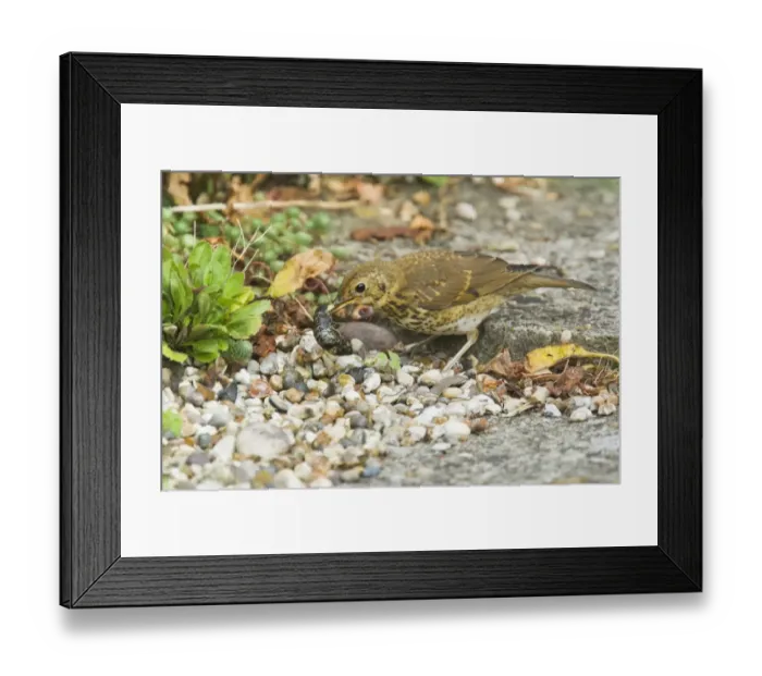 Framed Print : Song Thrush (Turdus philomelos) juvenile, feeding on slug in garden, Essex, England, July Framed Print : Song Thrush (Turdus philomelos) juvenile, feeding on slug in garden, Essex, England, July