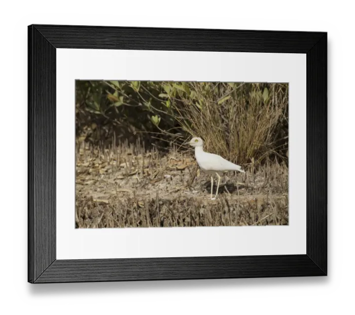 Framed Print : Senegal Thick-knee (Burhinus senegalensis) adult, leucistic, standing in mangrove swamp, Gambia, February Framed Print : Senegal Thick-knee (Burhinus senegalensis) adult, leucistic, standing in mangrove swamp, Gambia, February