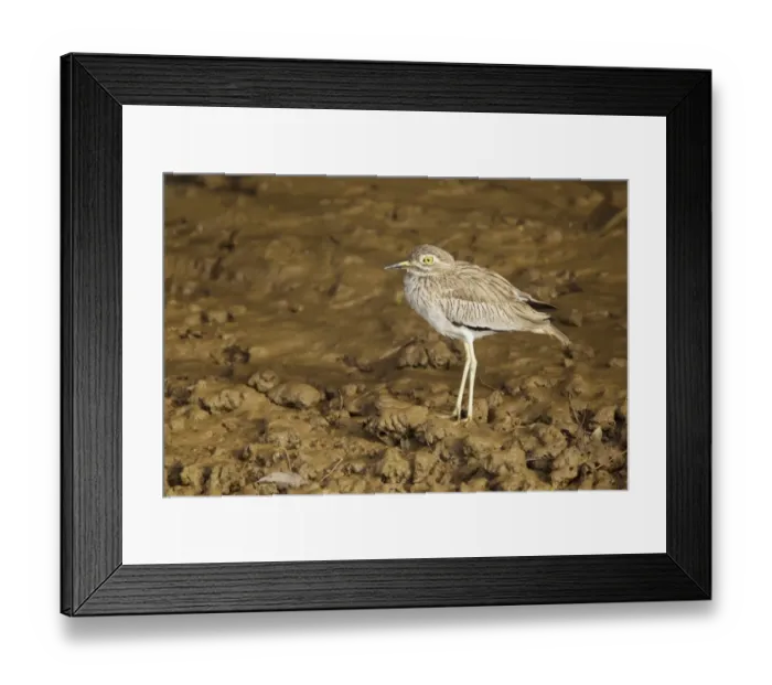 Framed Print : Senegal Thick-knee (Burhinus senegalensis) adult, standing on mud, Gambia, February