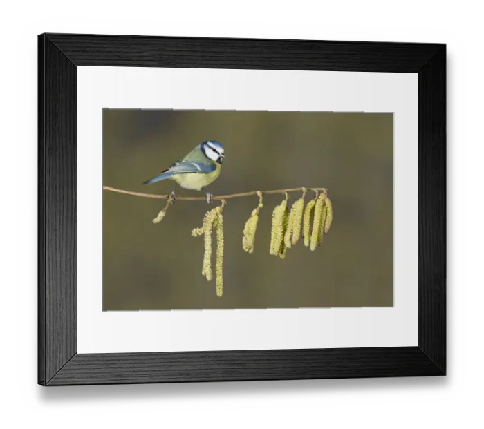 Framed Print : Blue Tit (Parus caeruleus) adult, perched on twig with catkins, Suffolk, England, February Framed Print : Blue Tit (Parus caeruleus) adult, perched on twig with catkins, Suffolk, England, February