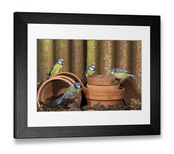 Framed Print : Blue Tit (Parus caeruleus) four adults, perched on flowerpots, Suffolk, England, February