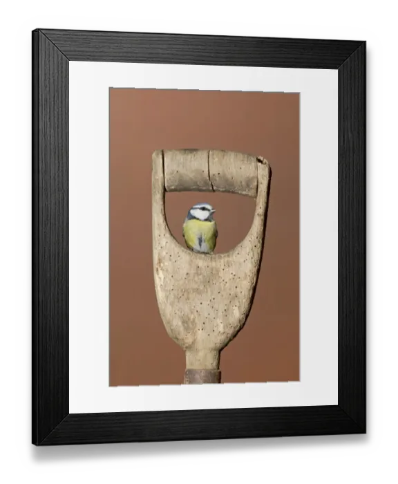 Framed Print : Blue Tit (Parus caeruleus) adult, perched on garden spade handle, Suffolk, England, December Framed Print : Blue Tit (Parus caeruleus) adult, perched on garden spade handle, Suffolk, England, December