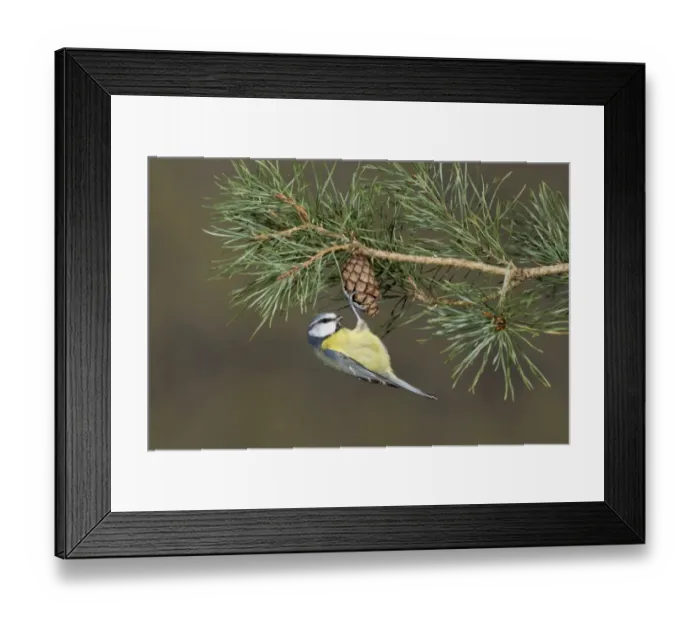Framed Print : Blue Tit (Parus caeruleus) adult, foraging, hanging from conifer cone, Suffolk, England, December Framed Print : Blue Tit (Parus caeruleus) adult, foraging, hanging from conifer cone, Suffolk, England, December