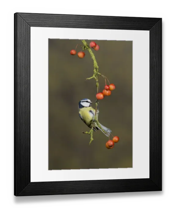 Framed Print : Blue Tit (Parus caeruleus) adult, perched on crabapple branch with fruit, Suffolk, England, January Framed Print : Blue Tit (Parus caeruleus) adult, perched on crabapple branch with fruit, Suffolk, England, January