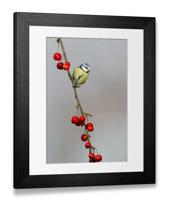 Framed Print : Blue Tit (Parus caeruleus) adult, perched on crabapple branch with fruit, Suffolk, England, January