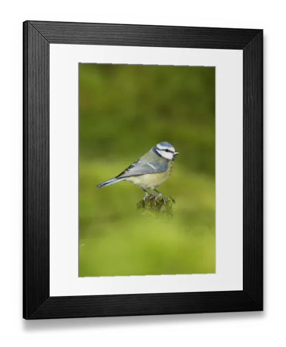 Framed Print : Blue Tit (Parus caeruleus) adult, perched on mossy stump, Suffolk, England, January Framed Print : Blue Tit (Parus caeruleus) adult, perched on mossy stump, Suffolk, England, January