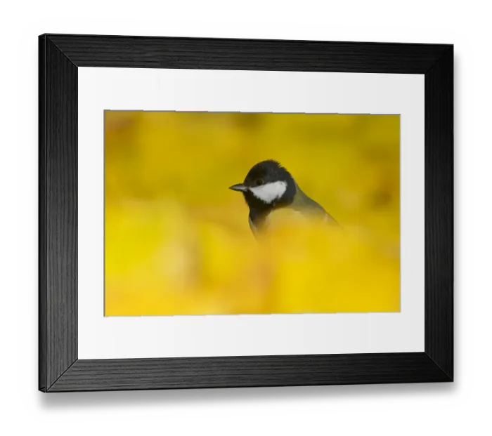 Framed Print : Great Tit (Parus major) adult, standing amongst fallen leaves, Suffolk, England, November Framed Print : Great Tit (Parus major) adult, standing amongst fallen leaves, Suffolk, England, November