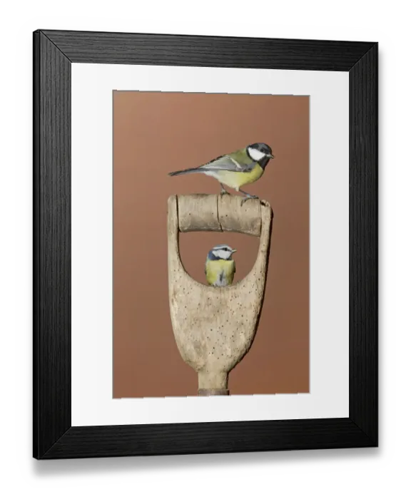 Framed Print : Great Tit (Parus major) adult, and Blue Tit (Parus caeruleus) adult, perched on garden spade handle, Suffolk, England