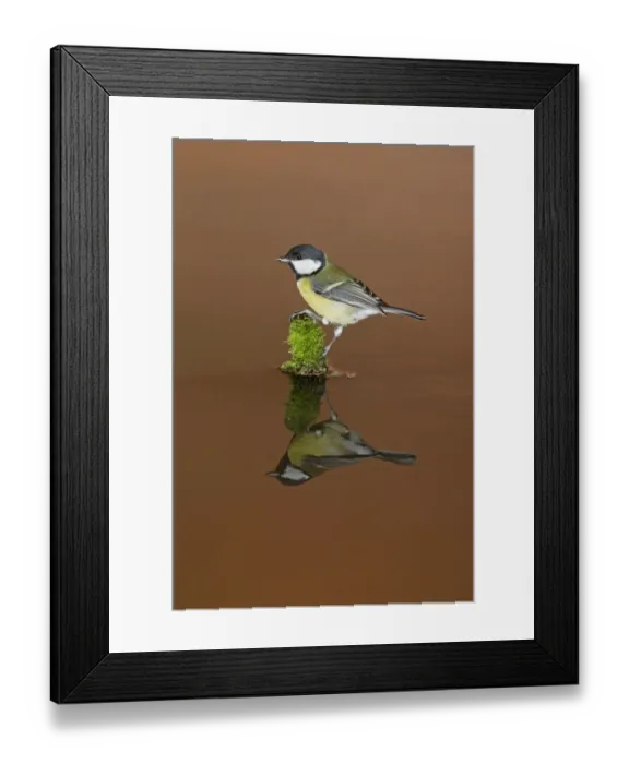 Framed Print : Great Tit (Parus major) adult, perched on mossy stump in water with reflection, Suffolk, England, February Framed Print : Great Tit (Parus major) adult, perched on mossy stump in water with reflection, Suffolk, England, February