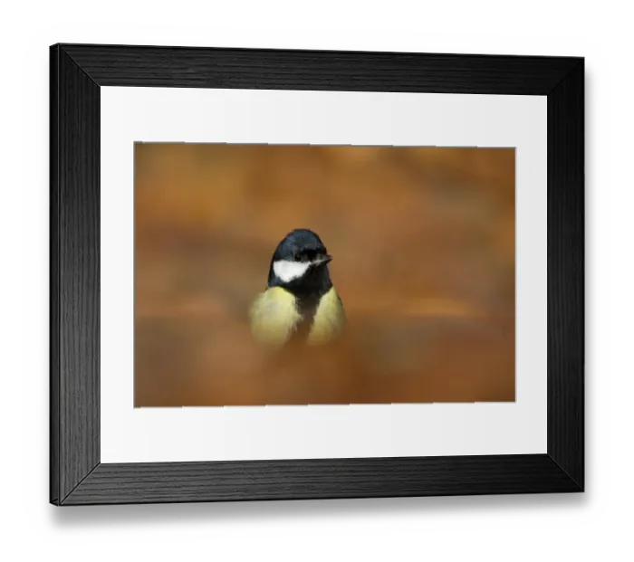Framed Print : Great Tit (Parus major) adult, standing amongst fallen leaves on woodland floor, Suffolk, England, January Framed Print : Great Tit (Parus major) adult, standing amongst fallen leaves on woodland floor, Suffolk, England, January