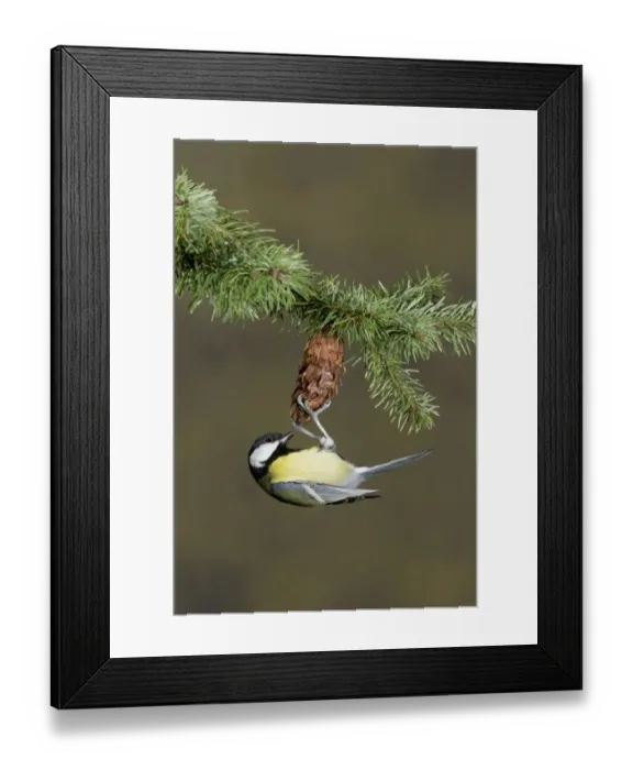 Framed Print : Great Tit (Parus major) adult, foraging, hanging from conifer cone, Suffolk, England, December Framed Print : Great Tit (Parus major) adult, foraging, hanging from conifer cone, Suffolk, England, December