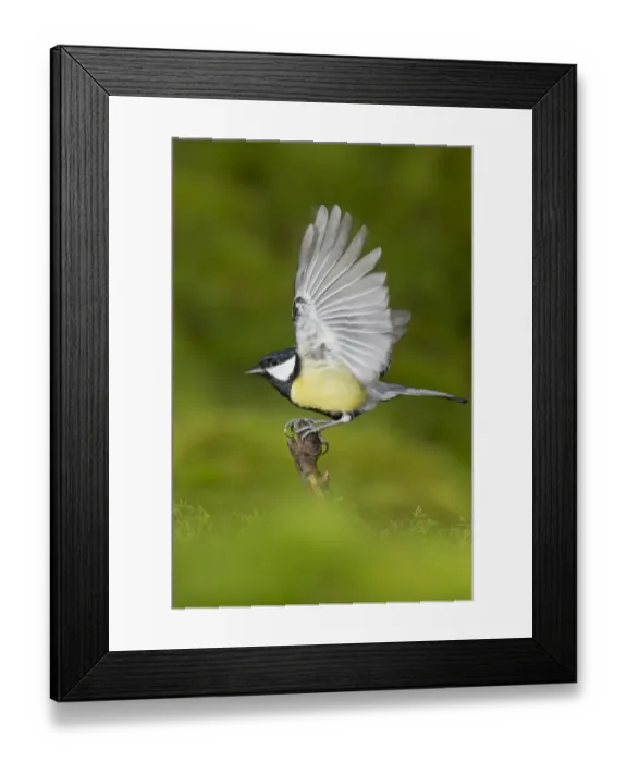 Framed Print : Great Tit (Parus major) adult, taking off from mossy stump, Suffolk, England, January