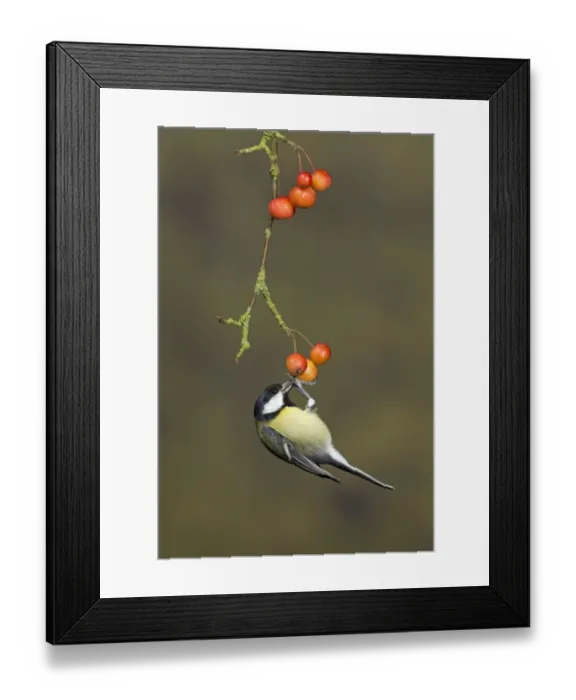 Framed Print : Great Tit (Parus major) adult, feeding, hanging on crabapple fruit, Suffolk, England, January Framed Print : Great Tit (Parus major) adult, feeding, hanging on crabapple fruit, Suffolk, England, January