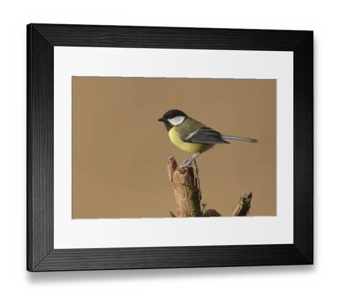 Framed Print : Great Tit (Parus major) adult, perched on stump, West Yorkshire, England, March Framed Print : Great Tit (Parus major) adult, perched on stump, West Yorkshire, England, March