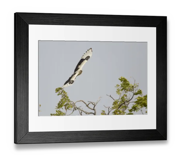Framed Print : Palm-nut Vulture (Gypohierax angolensis) adult, in flight, Gambia, February Framed Print : Palm-nut Vulture (Gypohierax angolensis) adult, in flight, Gambia, February