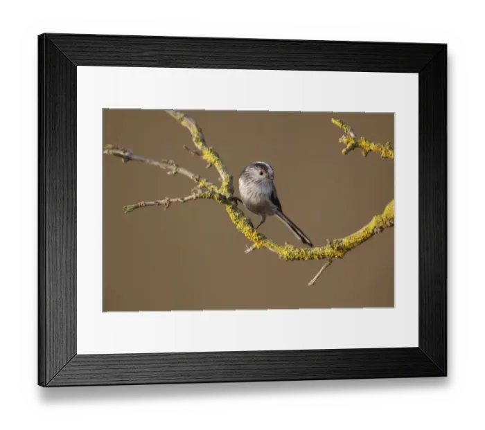 Framed Print : Long-tailed Tit (Aegithalos caudatus) adult, perched on lichen covered twig, West Yorkshire, England, March Framed Print : Long-tailed Tit (Aegithalos caudatus) adult, perched on lichen covered twig, West Yorkshire, England, March