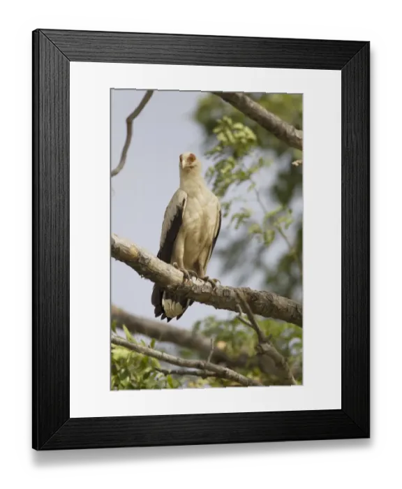 Framed Print : Palm-nut Vulture (Gypohierax angolensis) adult, perched on branch, Gambia, February Framed Print : Palm-nut Vulture (Gypohierax angolensis) adult, perched on branch, Gambia, February