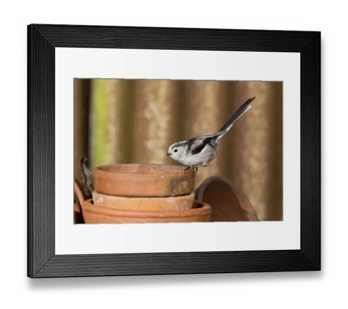 Framed Print : Long-tailed Tit (Aegithalos caudatus) adult, perched on flowerpot, Suffolk, England, February