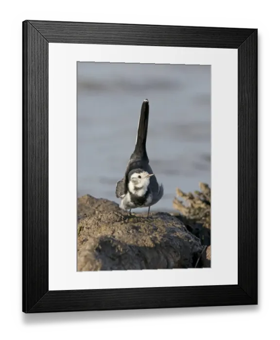Framed Print : Pied Wagtail (Motacilla alba yarrellii) adult female, lifting tail in display towards male Framed Print : Pied Wagtail (Motacilla alba yarrellii) adult female, lifting tail in display towards male