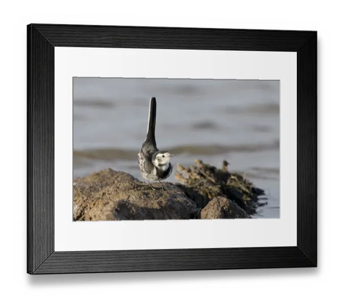 Framed Print : Pied Wagtail (Motacilla alba yarrellii) adult female, lifting tail in display towards male Framed Print : Pied Wagtail (Motacilla alba yarrellii) adult female, lifting tail in display towards male